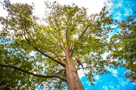 How Our Tree Care Process Works  in  Mount Healthy, OH