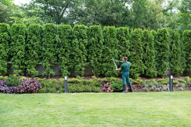 Lawn Watering Services in Mount Healthy, OH